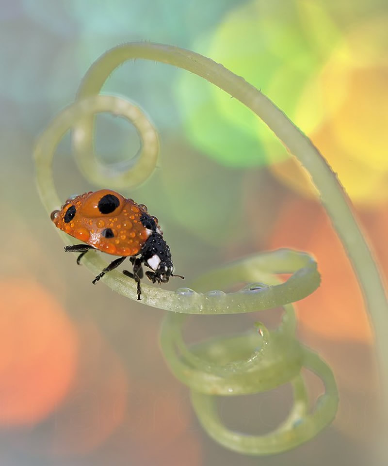 Beautiful Macro Photos Of Ladybugs by Tomasz SkoczenTomasz Skoczen