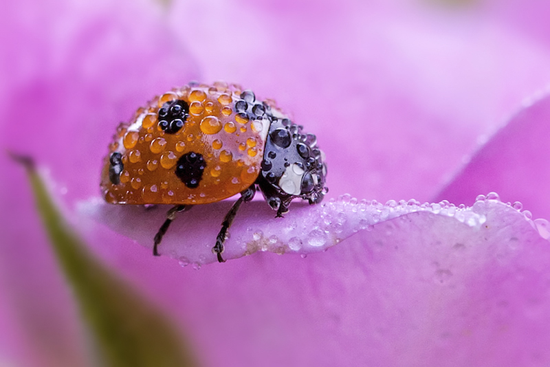 Beautiful Macro Photos Of Ladybugs by Tomasz SkoczenTomasz Skoczen