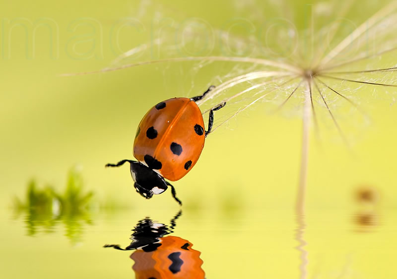 Beautiful Macro Photos Of Ladybugs by Tomasz SkoczenTomasz Skoczen