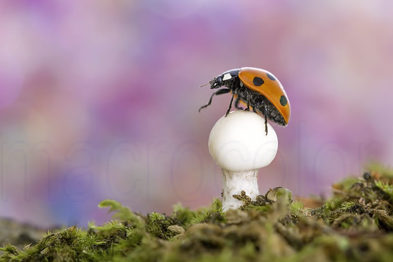 Beautiful Macro Photos Of Ladybugs by Tomasz SkoczenTomasz Skoczen