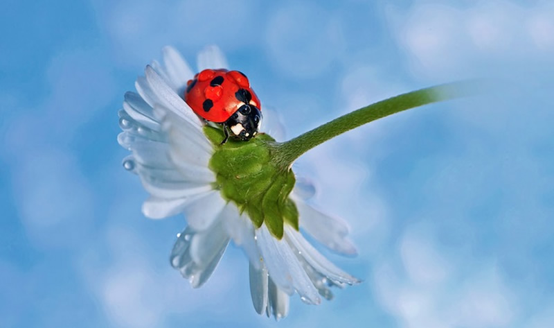 Beautiful Macro Photos Of Ladybugs by Tomasz SkoczenTomasz Skoczen