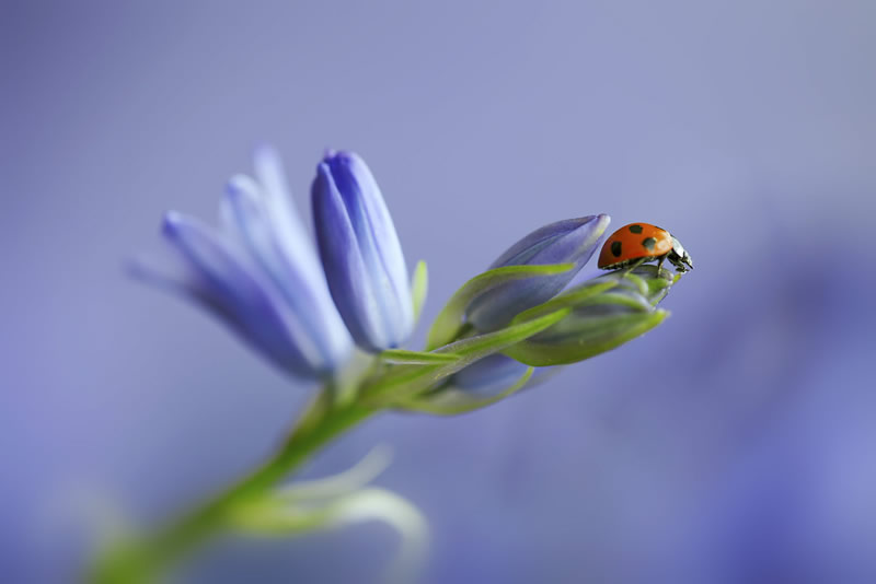 Beautiful Macro Photos Of Ladybugs by Tomasz SkoczenTomasz Skoczen