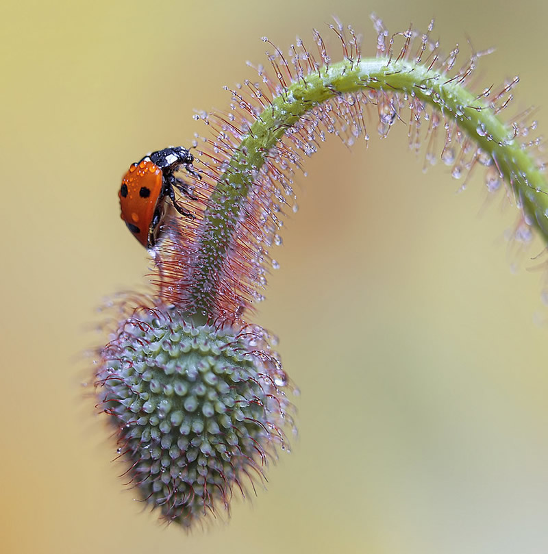 Beautiful Macro Photos Of Ladybugs by Tomasz SkoczenTomasz Skoczen