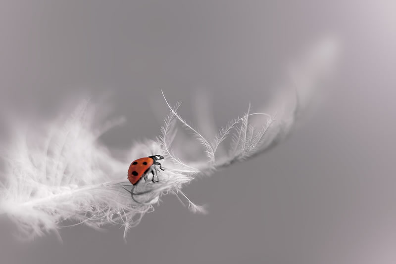 Beautiful Macro Photos Of Ladybugs by Tomasz SkoczenTomasz Skoczen