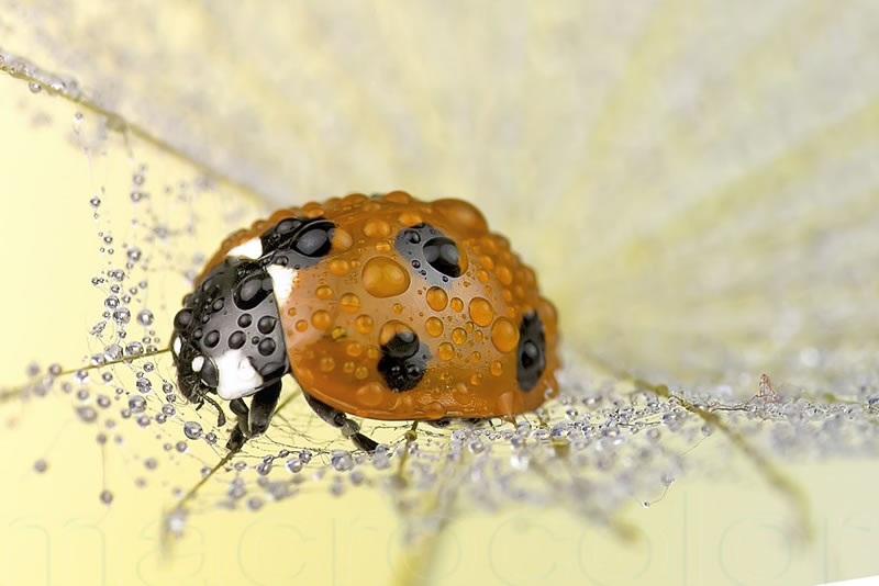 Beautiful Macro Photos Of Ladybugs by Tomasz SkoczenTomasz Skoczen