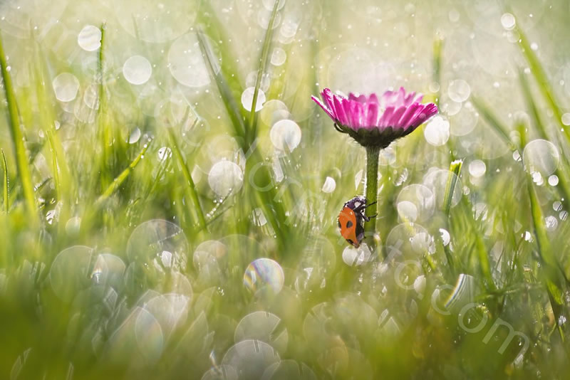 Beautiful Macro Photos Of Ladybugs by Tomasz SkoczenTomasz Skoczen