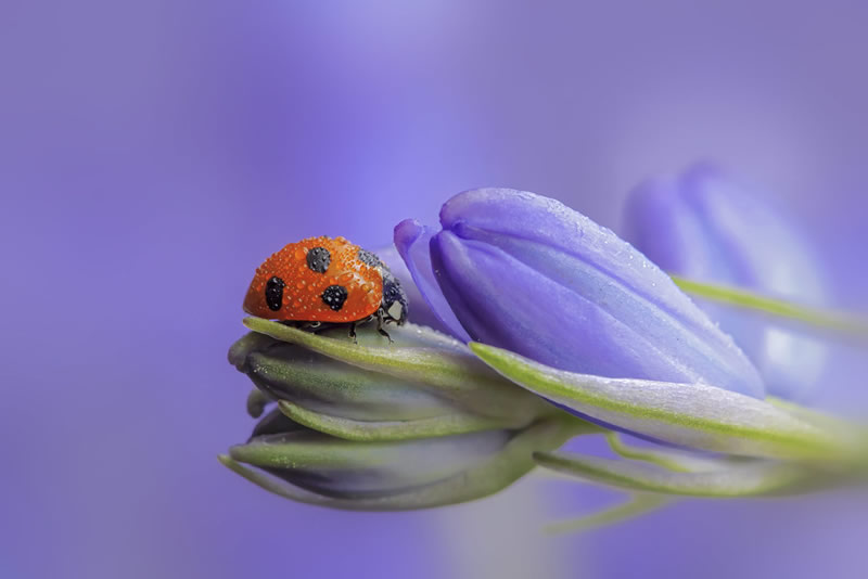 Beautiful Macro Photos Of Ladybugs by Tomasz SkoczenTomasz Skoczen