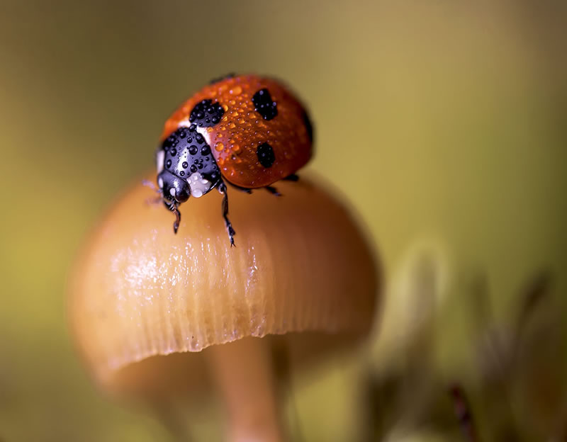 Beautiful Macro Photos Of Ladybugs by Tomasz SkoczenTomasz Skoczen