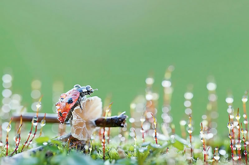 Beautiful Macro Photos Of Ladybugs by Tomasz SkoczenTomasz Skoczen