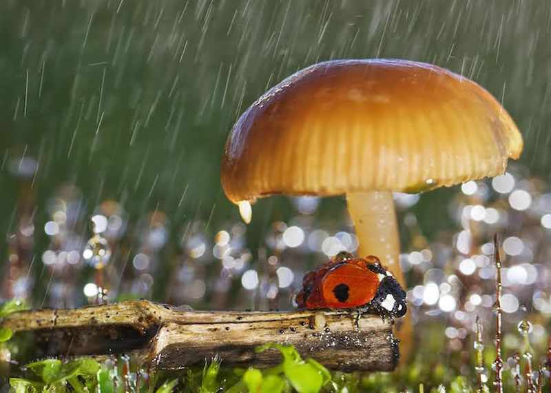 Beautiful Macro Photos Of Ladybugs by Tomasz SkoczenTomasz Skoczen