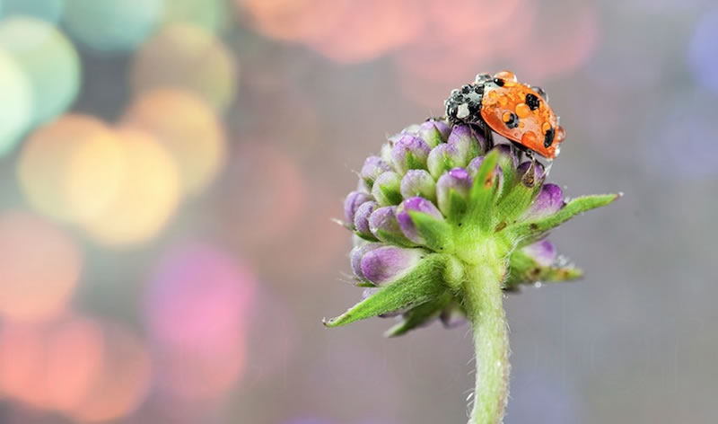 Beautiful Macro Photos Of Ladybugs by Tomasz SkoczenTomasz Skoczen