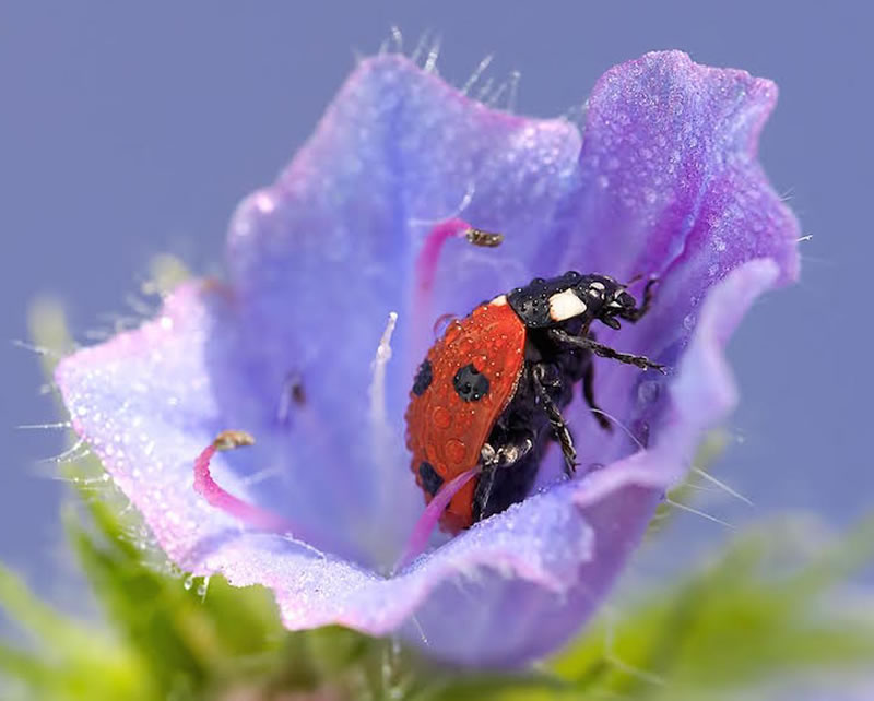 Beautiful Macro Photos Of Ladybugs by Tomasz SkoczenTomasz Skoczen