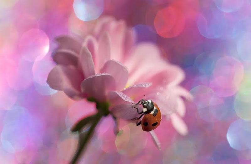 Beautiful Macro Photos Of Ladybugs by Tomasz SkoczenTomasz Skoczen