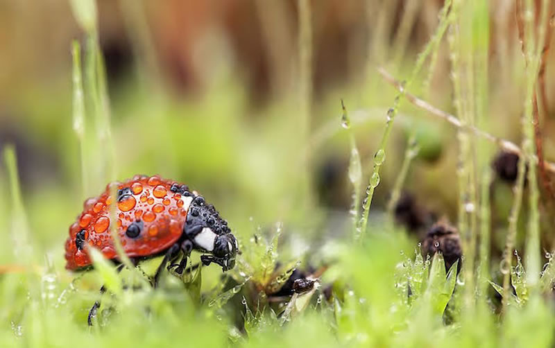 Beautiful Macro Photos Of Ladybugs by Tomasz SkoczenTomasz Skoczen