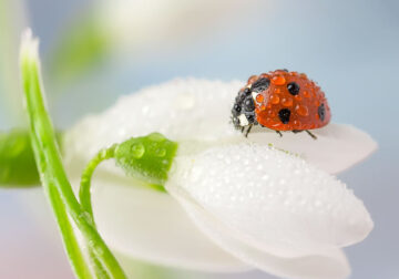 Beautiful Macro Photos Of Ladybugs by Tomasz SkoczenTomasz Skoczen