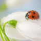 Beautiful Macro Photos Of Ladybugs by Tomasz SkoczenTomasz Skoczen