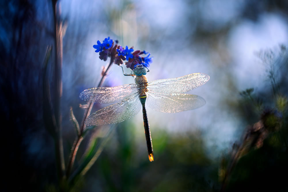 Magical Macro Photography by Georgi Georgiev