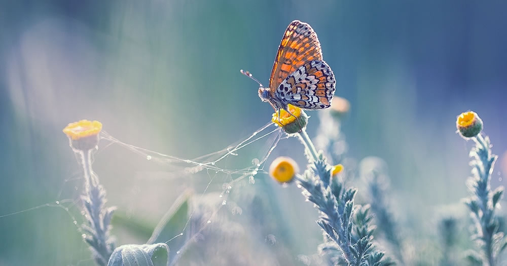 Magical Macro Photography by Georgi Georgiev