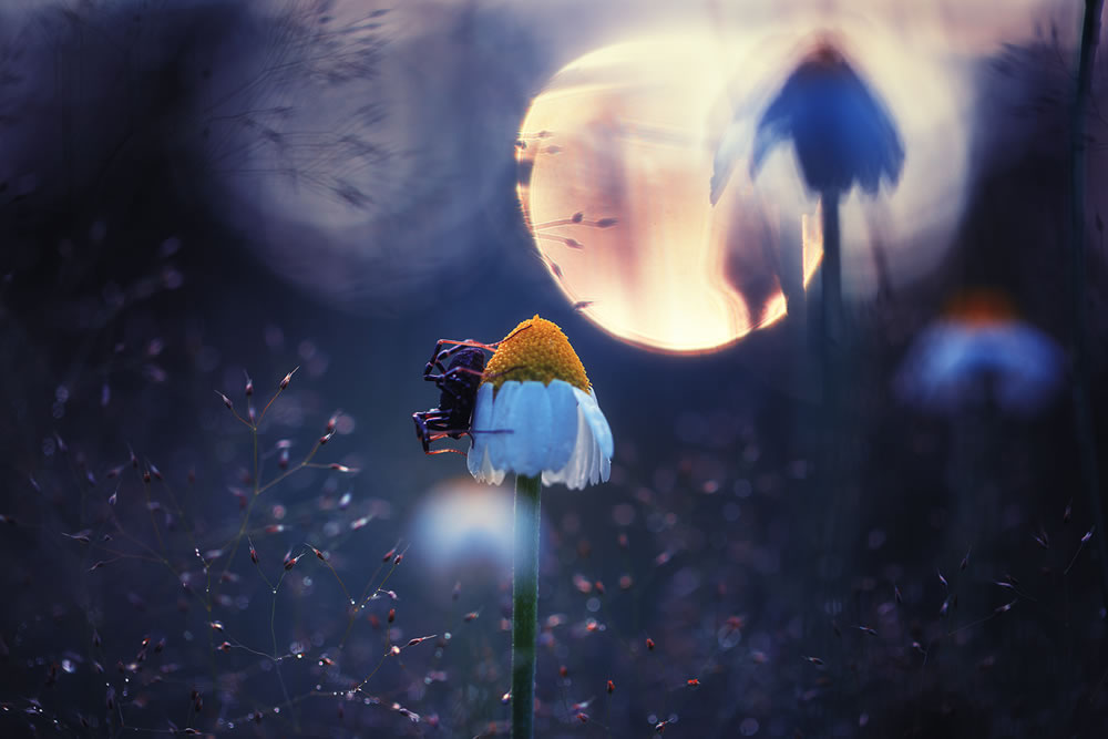 Magical Macro Photography by Georgi Georgiev