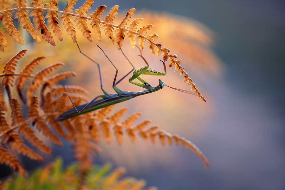 Magical Macro Photography by Georgi Georgiev