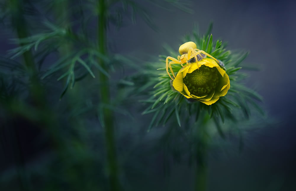 Magical Macro Photography by Georgi Georgiev