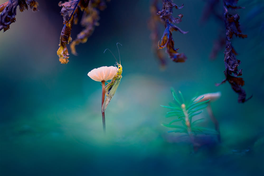 Magical Macro Photography by Georgi Georgiev