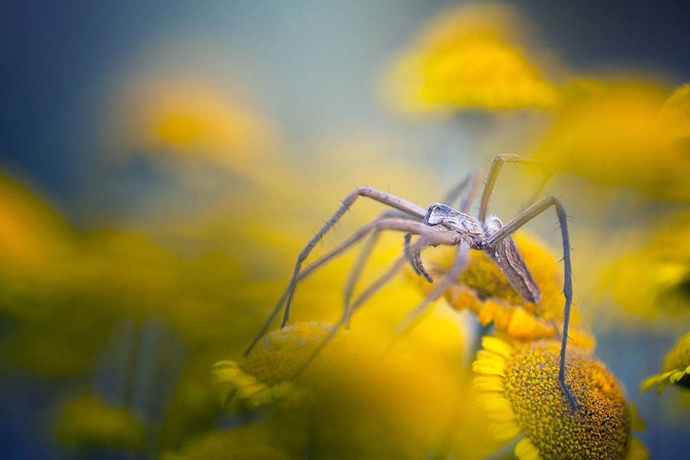 Magical Macro Photography by Georgi Georgiev