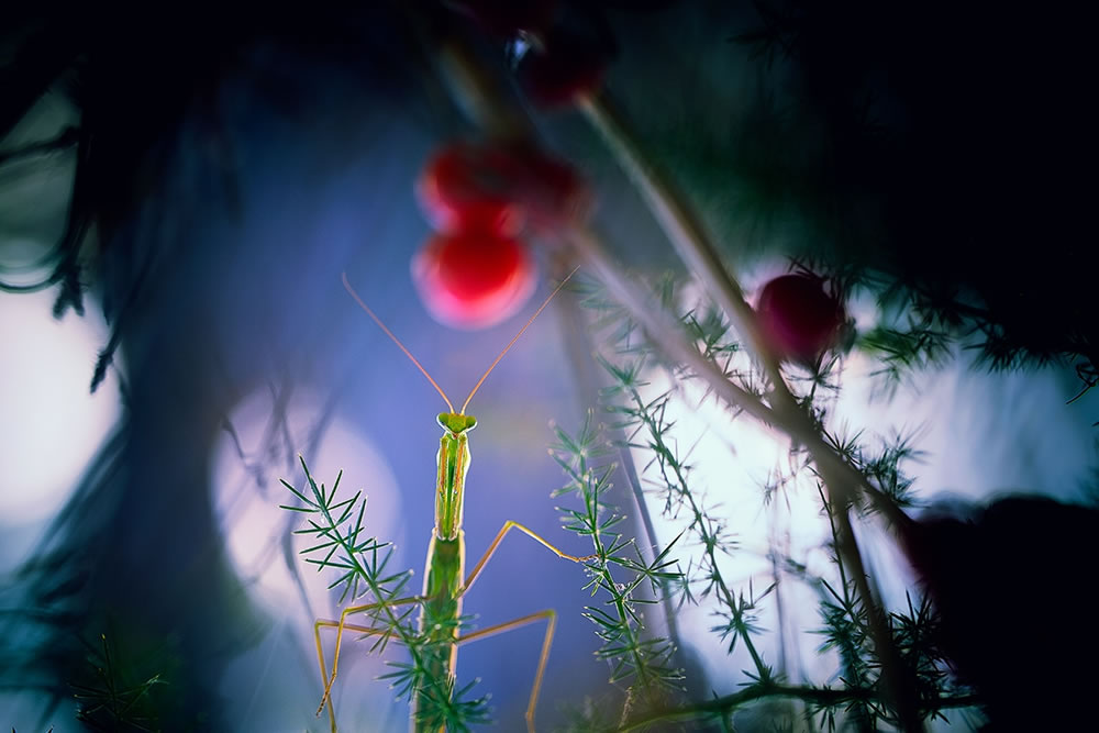 Magical Macro Photography by Georgi Georgiev