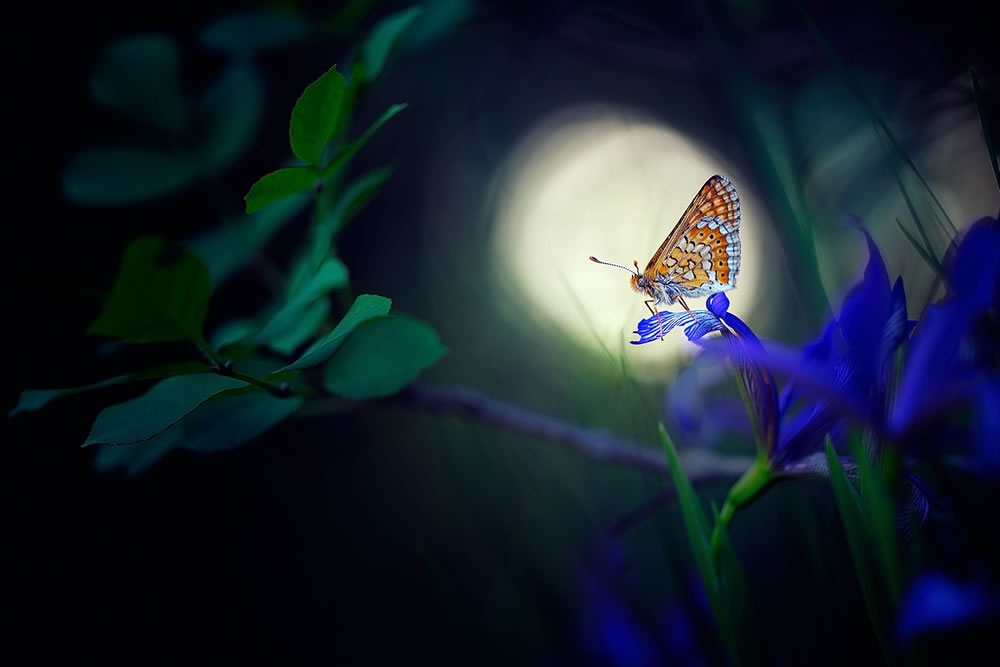 Magical Macro Photography by Georgi Georgiev