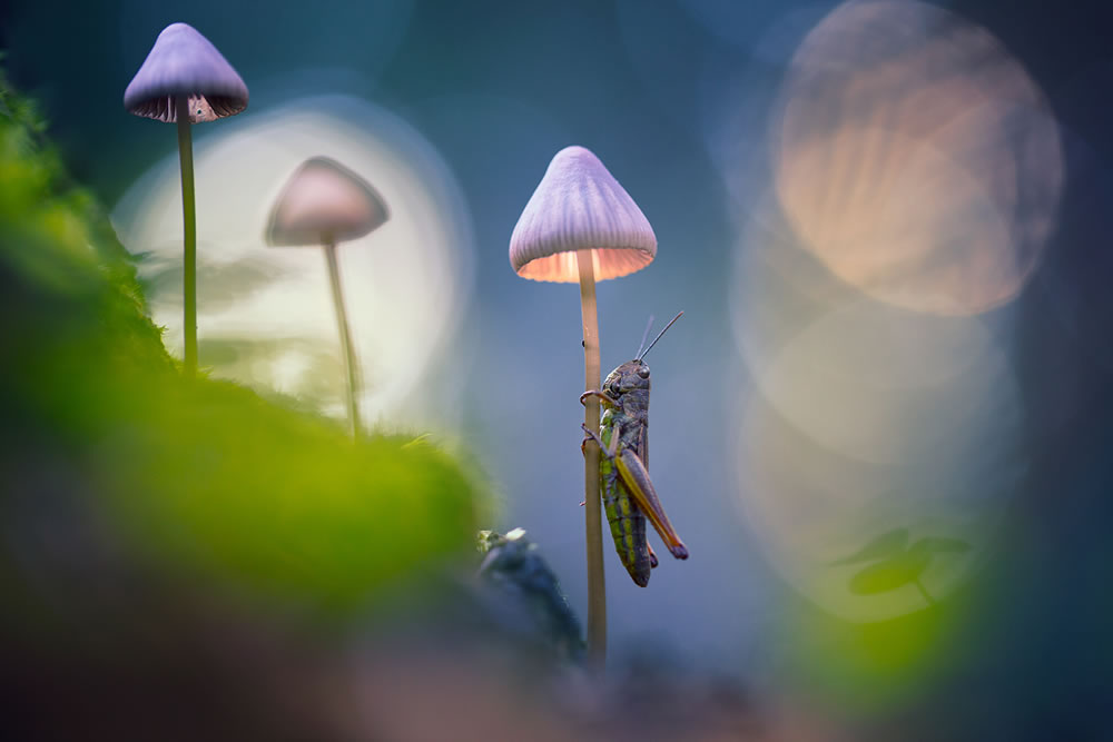 Magical Macro Photography by Georgi Georgiev