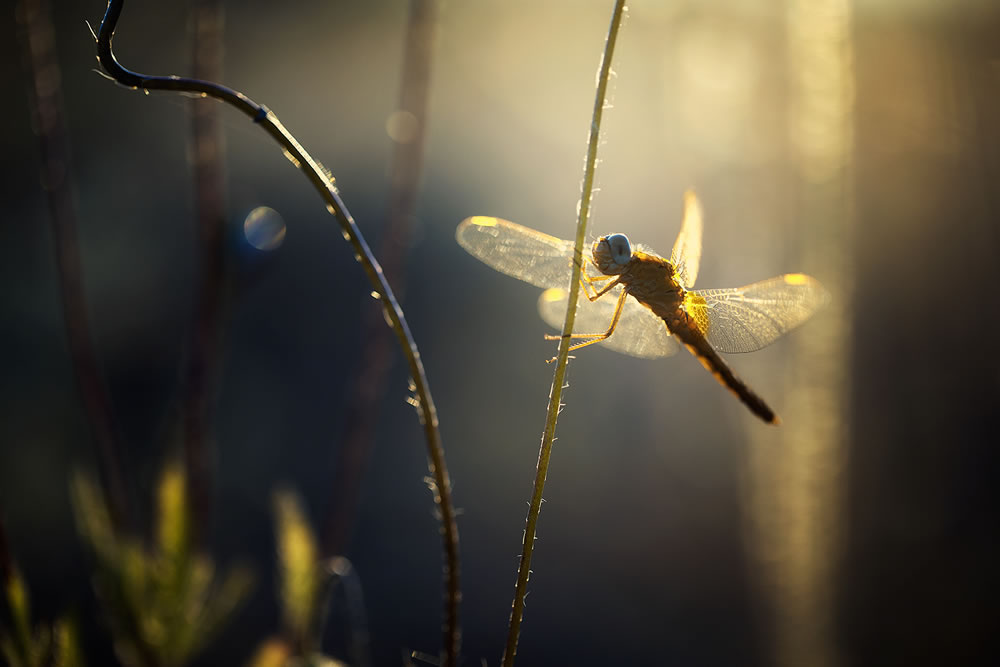 Magical Macro Photography by Georgi Georgiev