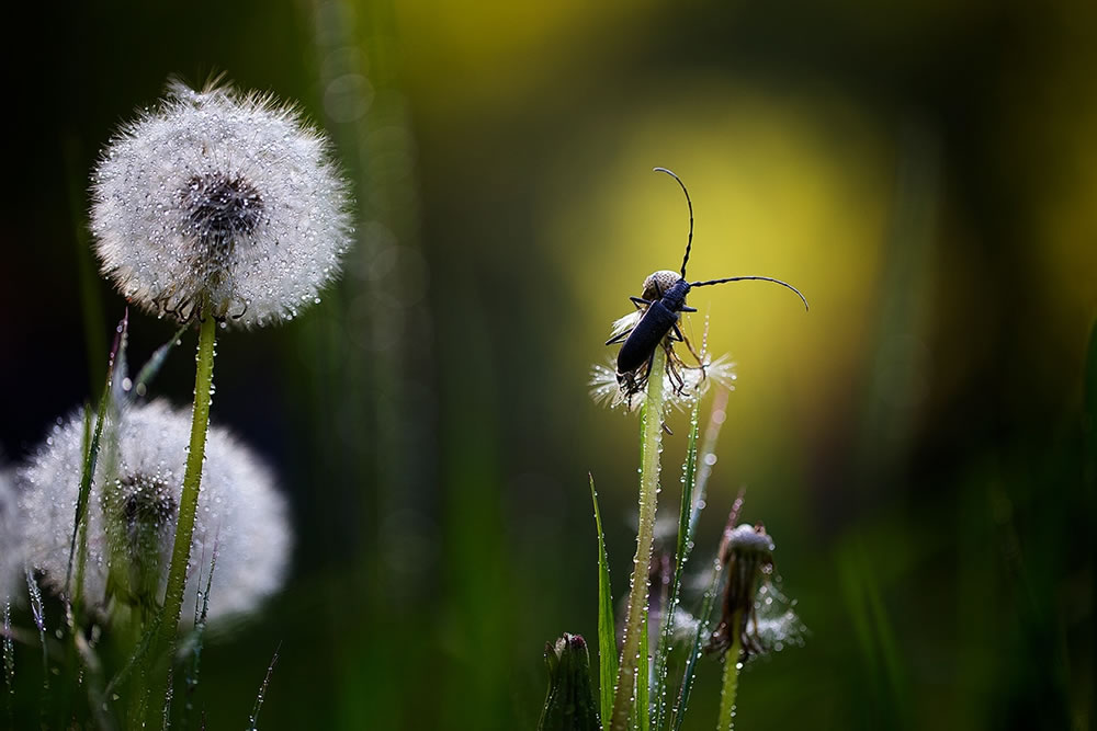 Magical Macro Photography by Georgi Georgiev