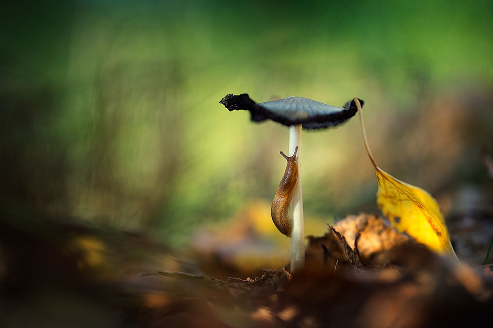 Magical Macro Photography by Georgi Georgiev