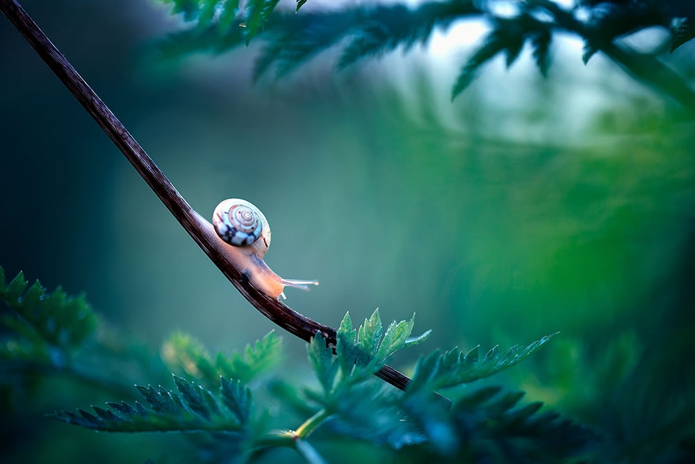 Magical Macro Photography by Georgi Georgiev