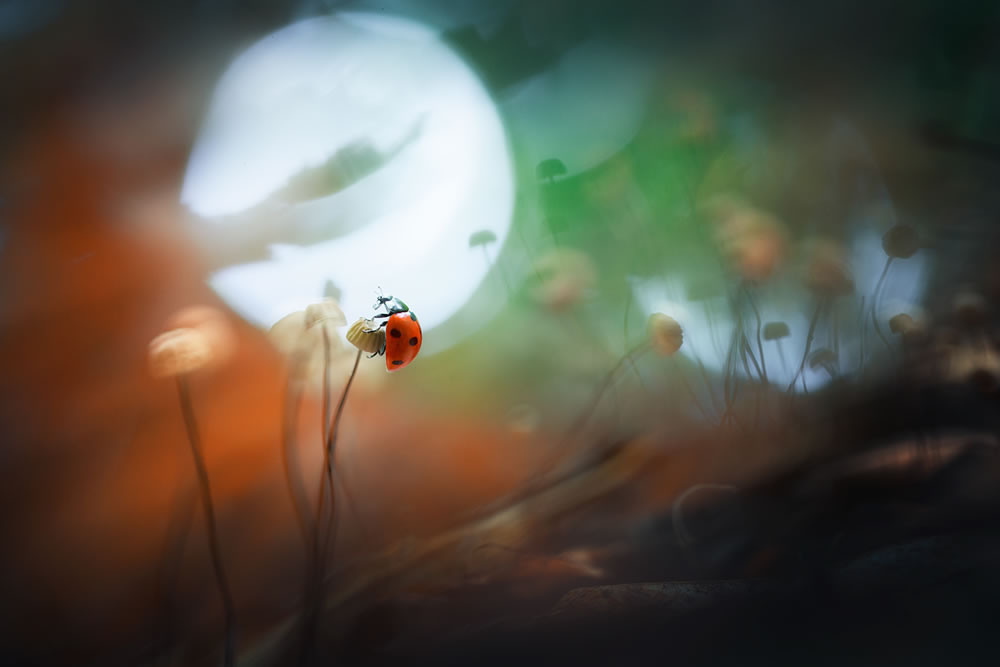 Magical Macro Photography by Georgi Georgiev