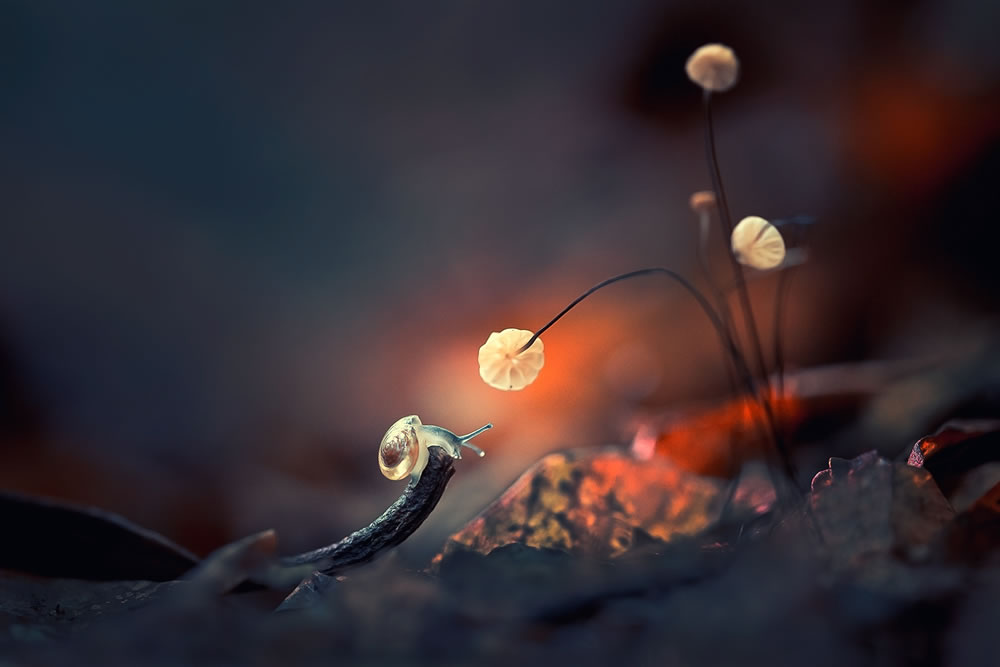 Magical Macro Photography by Georgi Georgiev