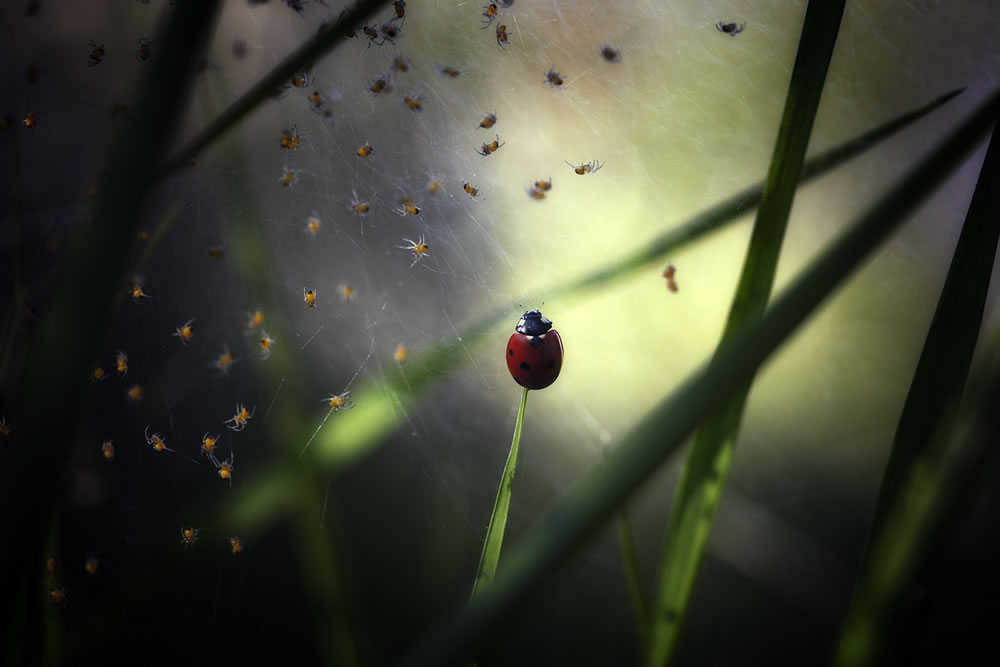 Magical Macro Photography by Georgi Georgiev