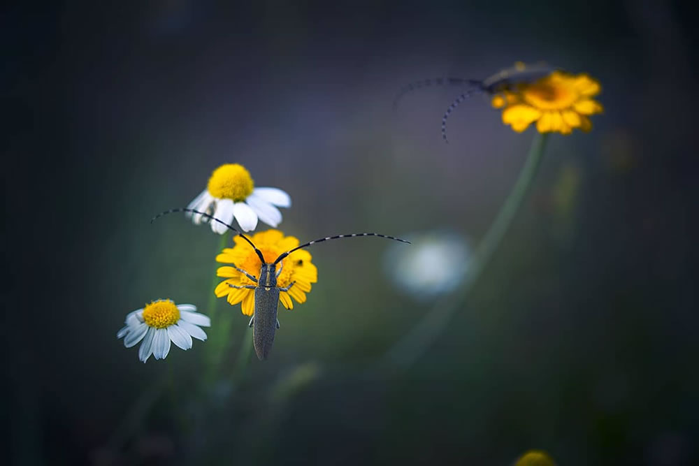 Magical Macro Photography by Georgi Georgiev