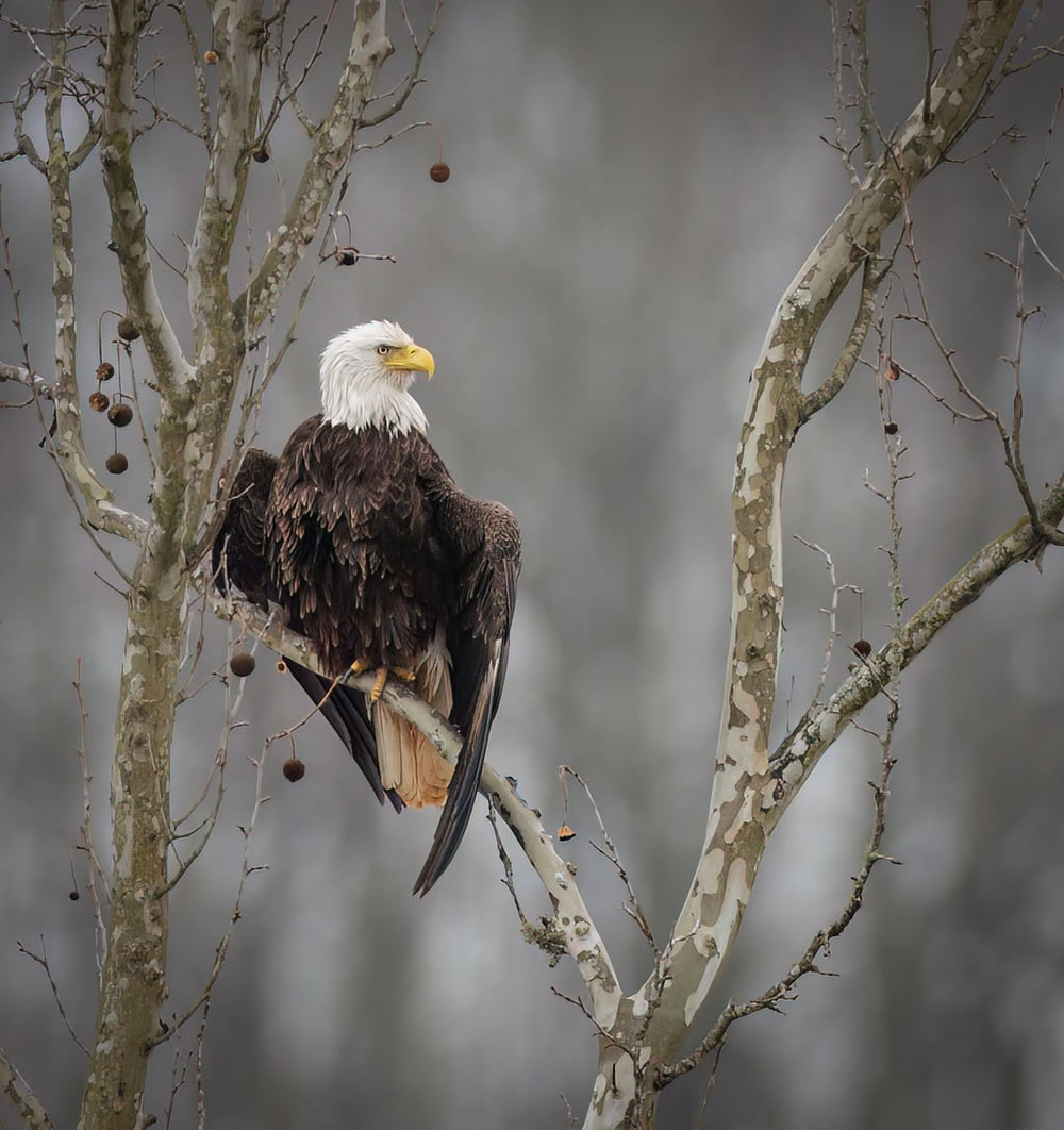 Wildlife Photography By Missy Mandel