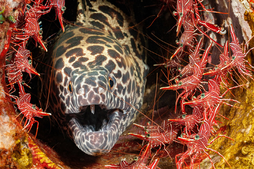 Ocean and Nature Winning Photos From The NBP Awards