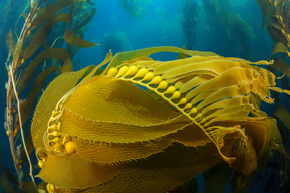 Ocean and Nature Winning Photos From The NBP Awards