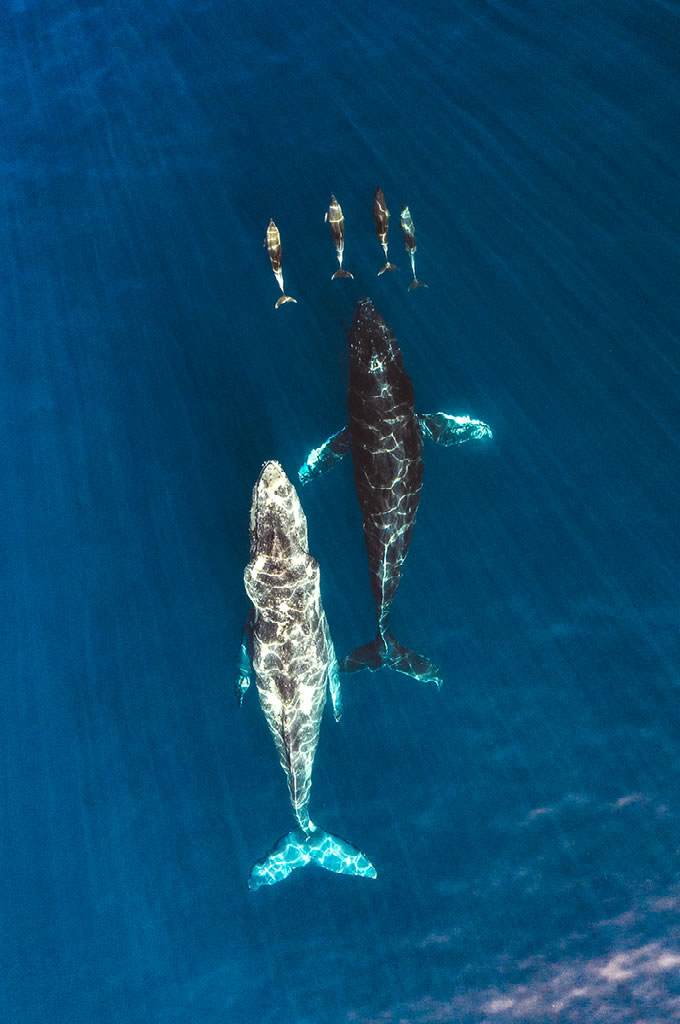 Ocean and Nature Winning Photos From The NBP Awards