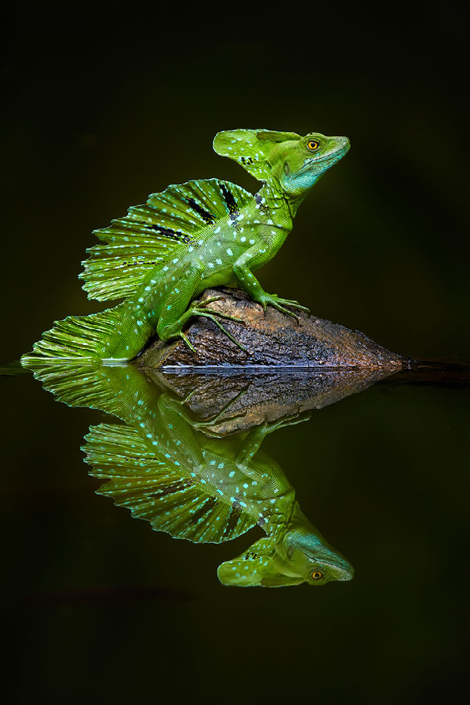 Ocean and Nature Winning Photos From The NBP Awards