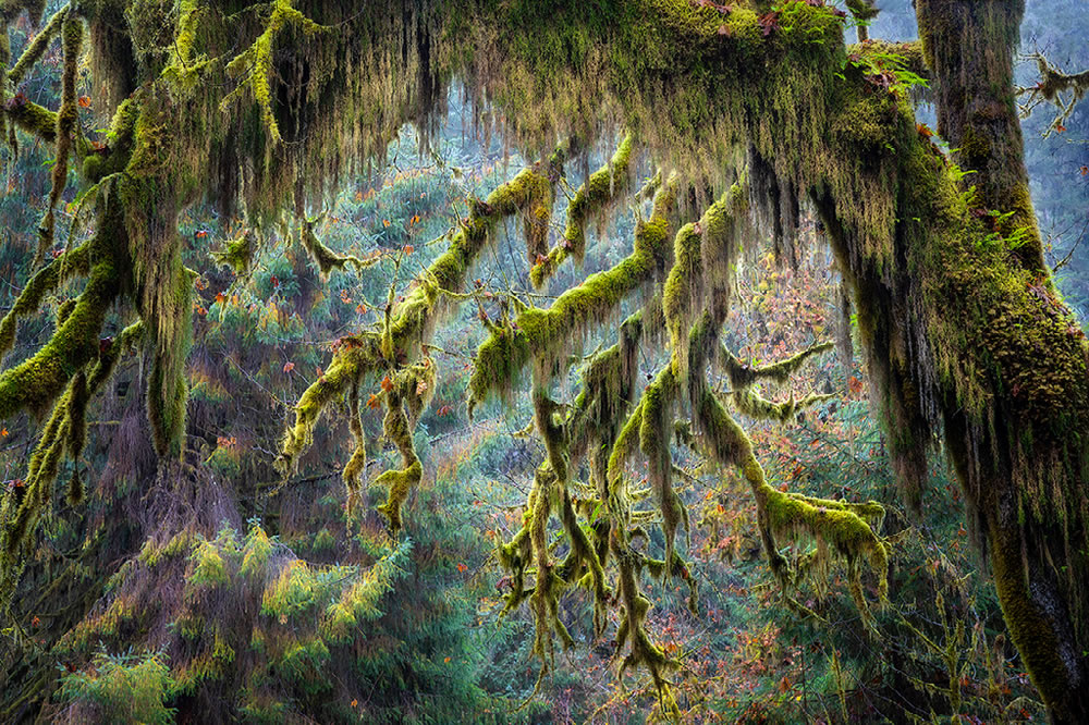 Ocean and Nature Winning Photos From The NBP Awards