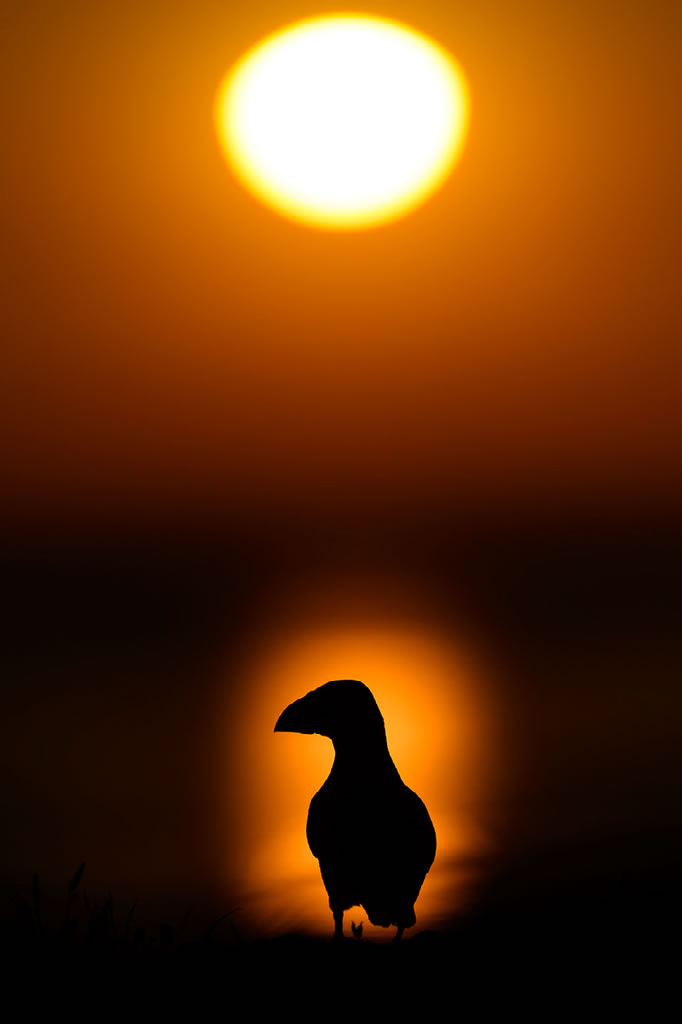 Ocean and Nature Winning Photos From The NBP Awards