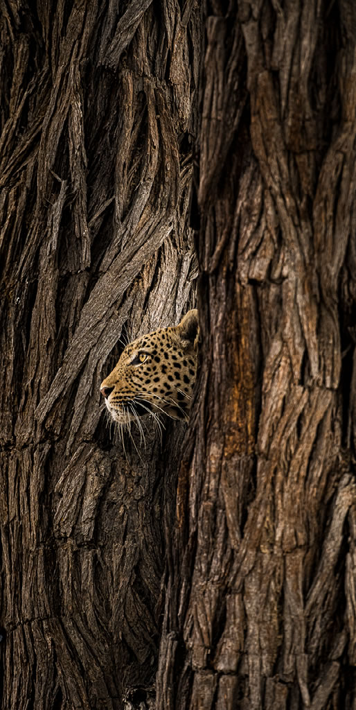 Ocean and Nature Winning Photos From The NBP Awards