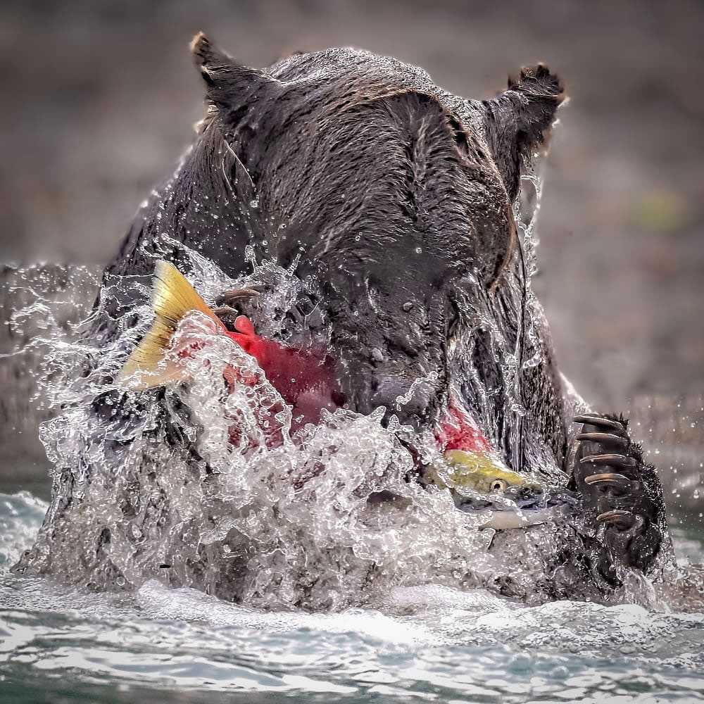 One Eyeland Photography Awards Wildlife Photos