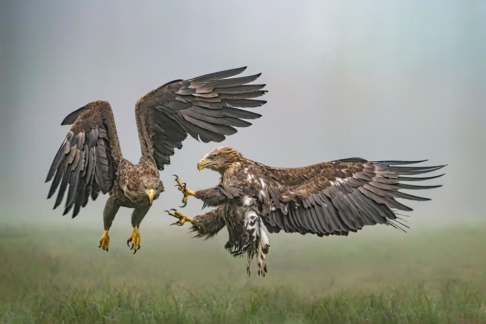 One Eyeland Photography Awards Wildlife Photos