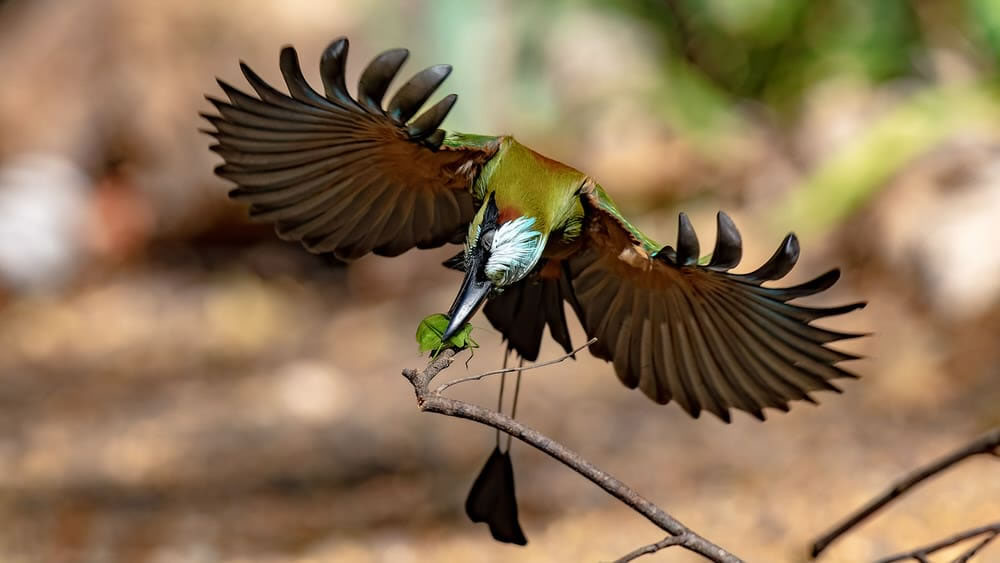 One Eyeland Photography Awards Wildlife Photos