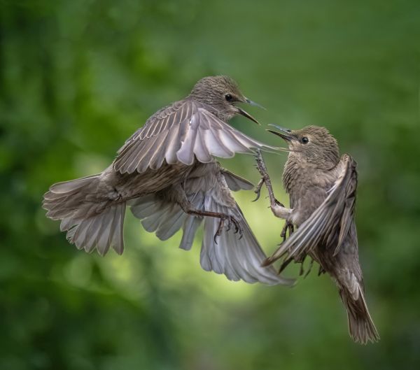 SINWP Bird Photographer Of The Year Photos